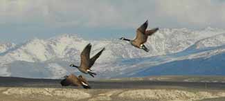 Geese in flight at South Fork Reservoir